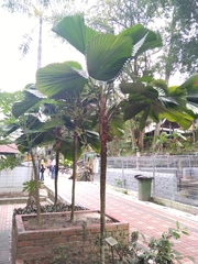 Licuala peltata