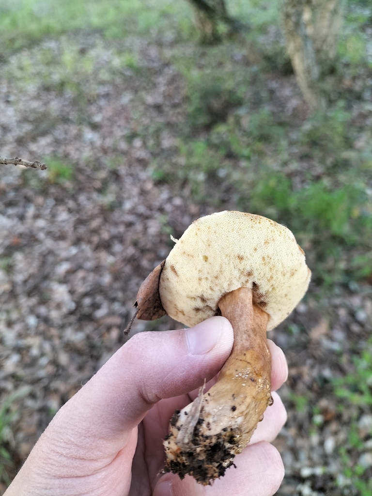 Gyroporus castaneus