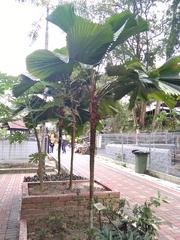Licuala peltata