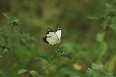 Belenois creona creona