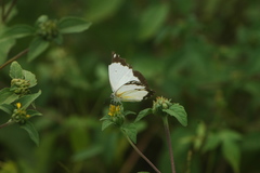 Belenois creona creona