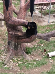 Helarctos malayanus malayanus