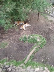 Panthera tigris tigris