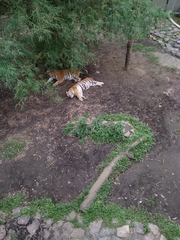 Panthera tigris tigris