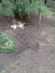 Panthera tigris tigris
