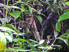 Batrachostomus moniliger