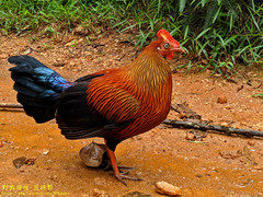 Gallus lafayettii