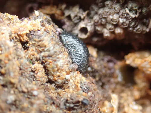 Celtic Sea Slug