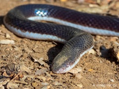 Atractaspis bibronii