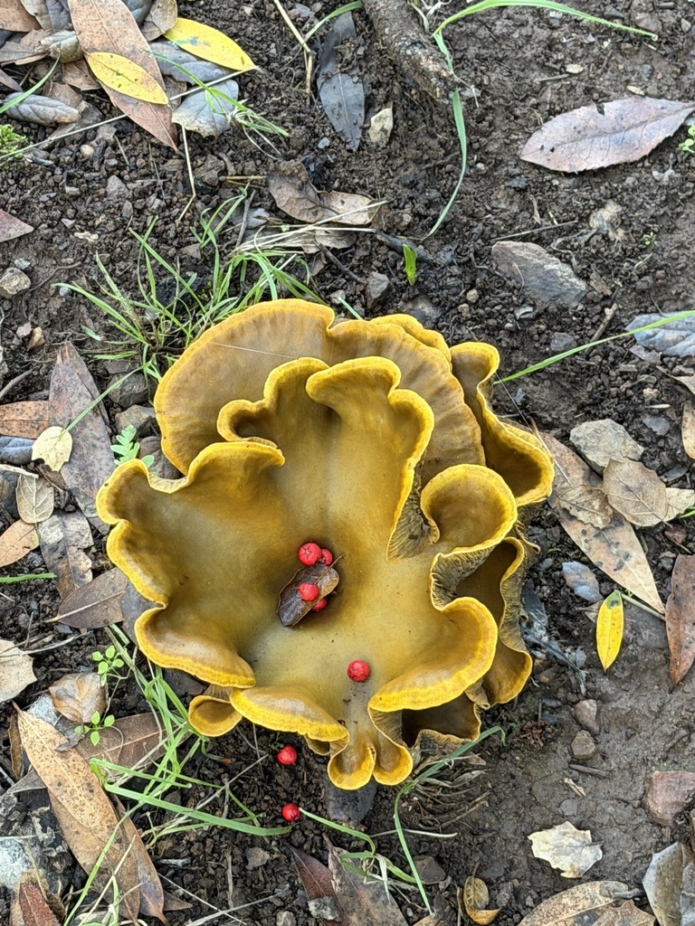 Omphalotus olivascens · November 2025 · photo: © workygirl (iNaturalist, cc0)