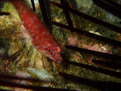 Aspasmogaster costata