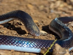 Atractaspis bibronii