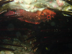 Scorpaenodes evides