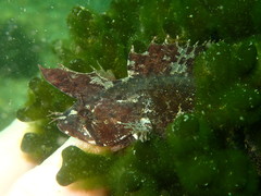 Cristiceps australis