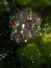 Cristiceps australis