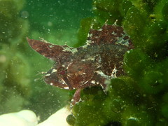 Cristiceps australis