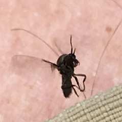 Austrosimulium ungulatum