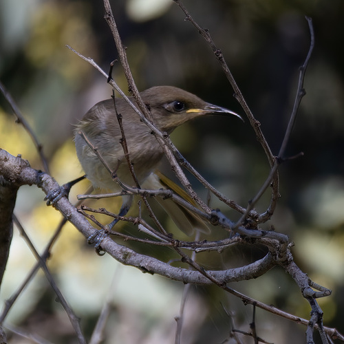 Brown Honeyeater