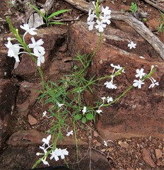 Chascanum