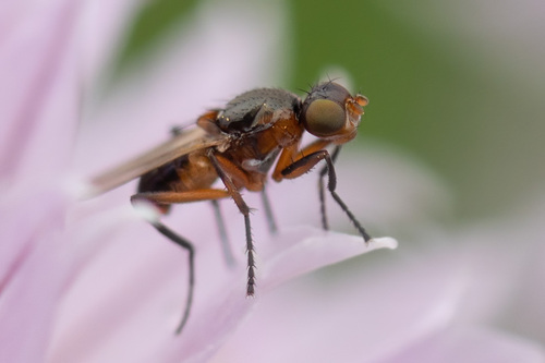 Saltella sphondylii, 2025-06-14
