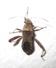Heegeria tangirica
