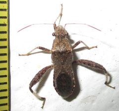 Heegeria tangirica