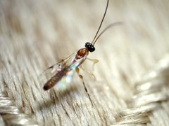 Zatypota bohemani