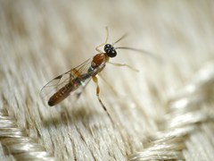 Zatypota bohemani
