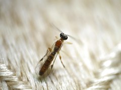 Zatypota bohemani