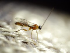 Zatypota bohemani