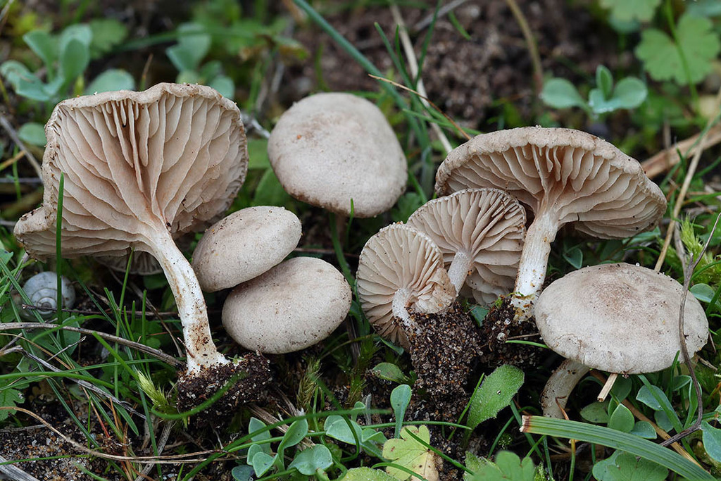 Entoloma cettoi · November 2025 · photo: © mycobel (iNaturalist, cc-by)