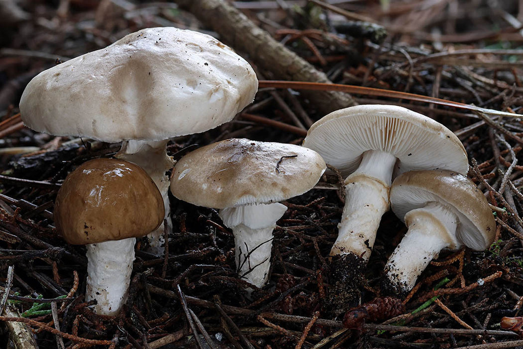 Catatrama furnacea · November 2025 · photo: © mycobel (iNaturalist, cc-by)