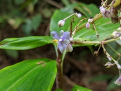 Pollia macrophylla