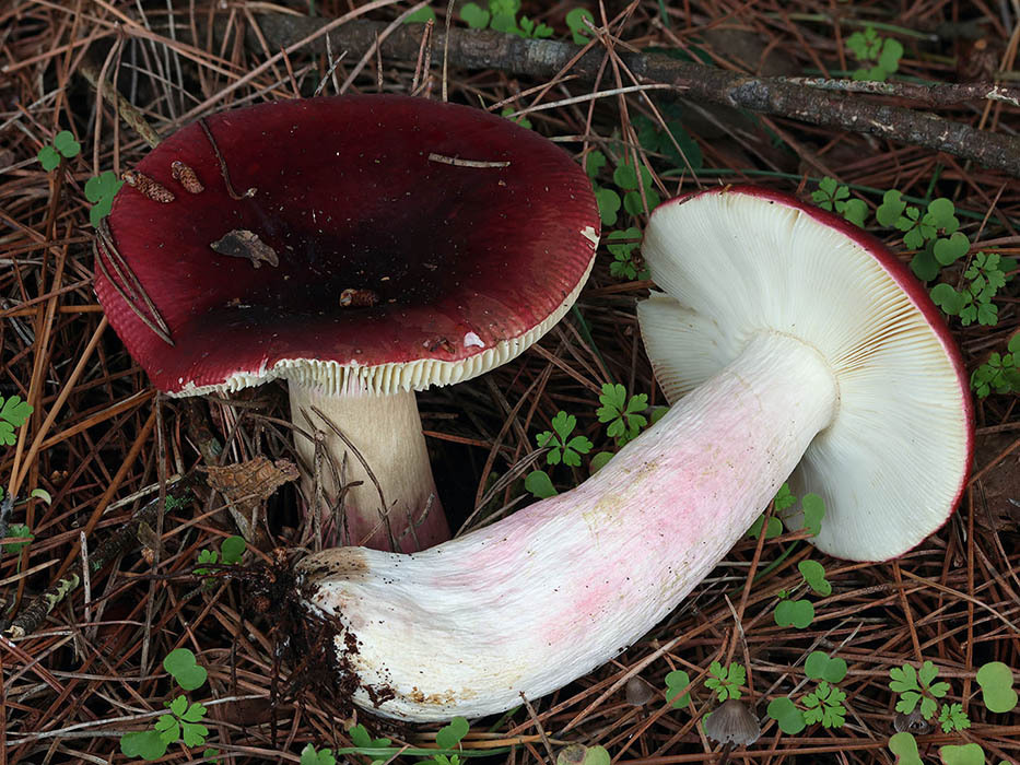 Russula xerampelina · November 2025 · photo: © mycobel (iNaturalist, cc-by)