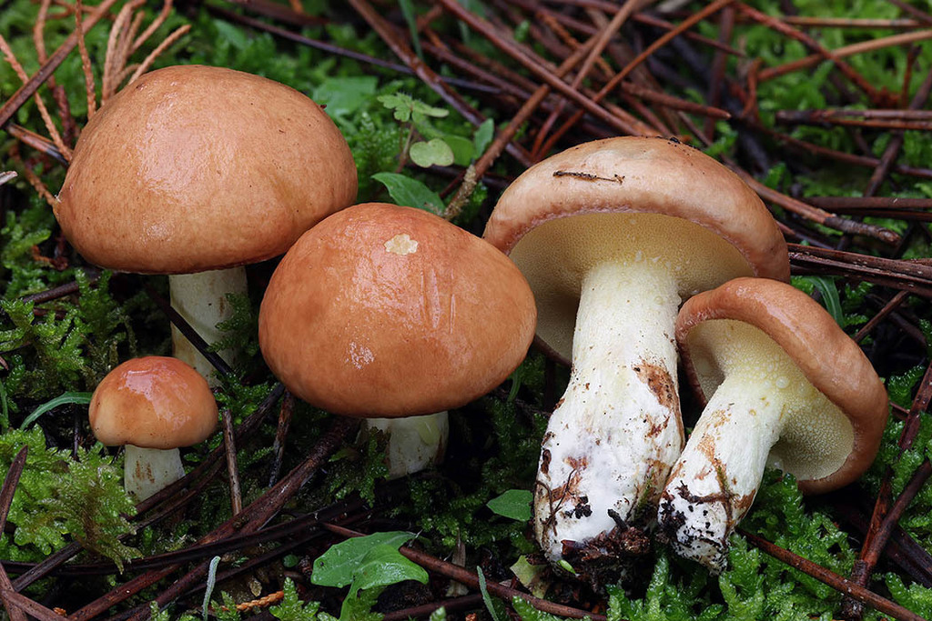 Suillus granulatus · November 2025 · photo: © mycobel (iNaturalist, cc-by)