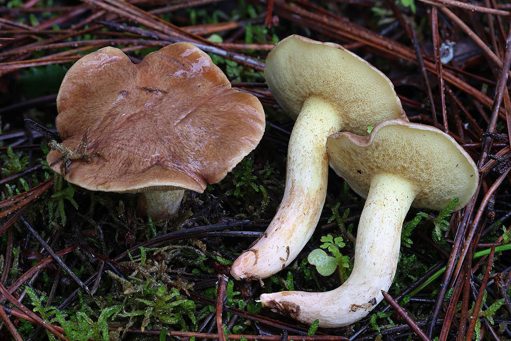 Suillus collinitus · November 2025 · photo: © mycobel (iNaturalist, cc-by)