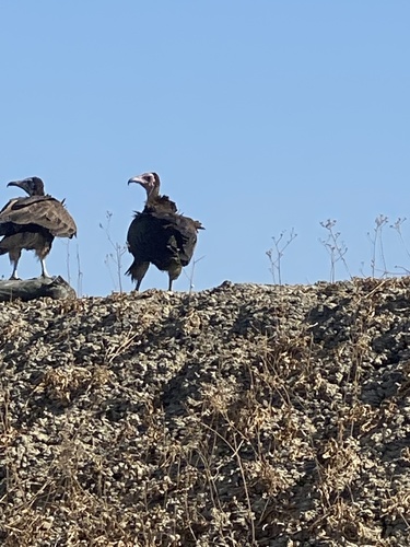 Hooded Vulture