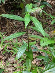 Pollia macrophylla