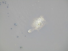 Phrynops geoffroanus