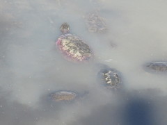 Phrynops geoffroanus