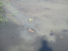 Phrynops geoffroanus