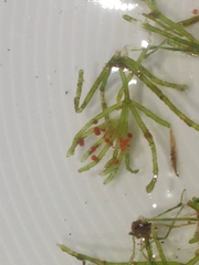 Chara australis
