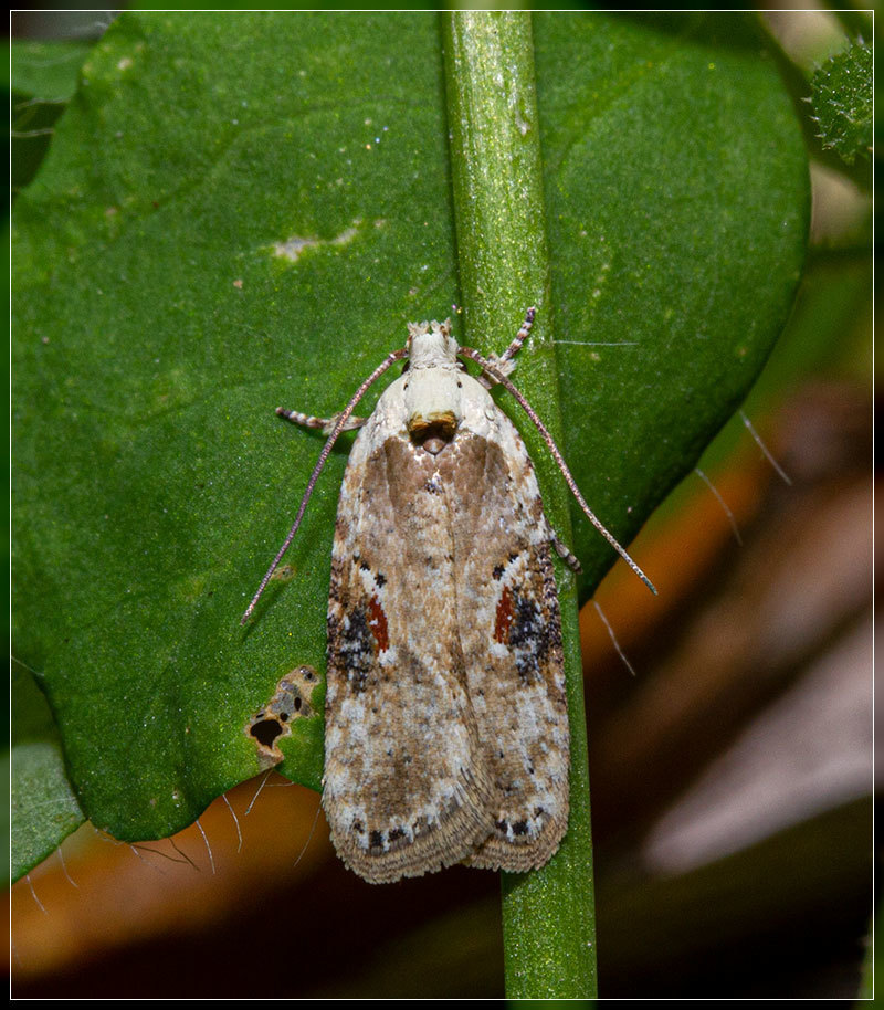 Agonopterix