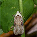 Agonopterix - Photo (c) Grahame, some rights reserved (CC BY-NC-ND), uploaded by Grahame