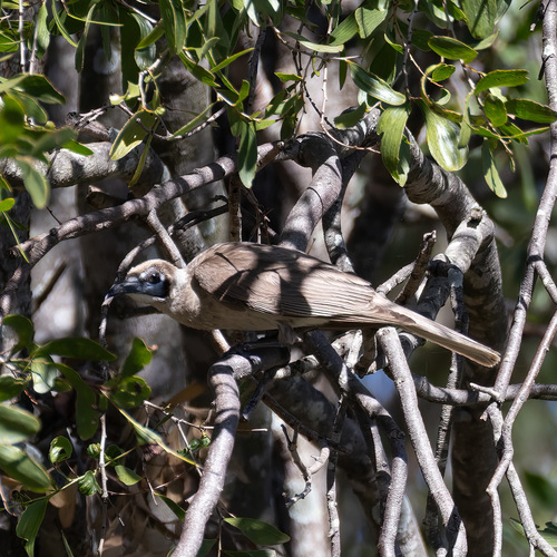 Little Friarbird