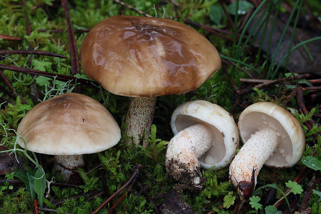 Suillus bellinii