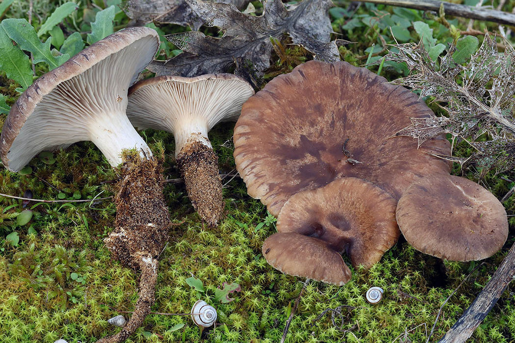 Pleurotus eryngii · November 2025 · photo: © mycobel (iNaturalist, cc-by)