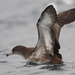 Pink-footed Shearwater - Photo (c) Pablo Caceres Contreras, some rights reserved (CC BY-NC-ND)