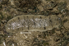 Holothuria scabra