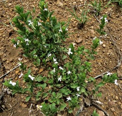 Dyschoriste setigera